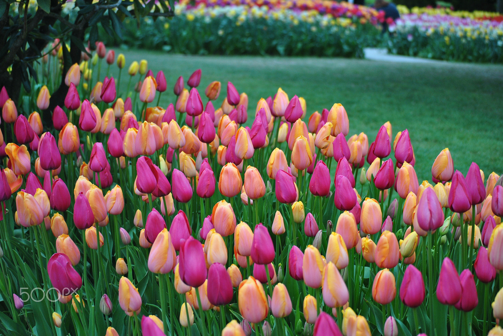 Nikon D3000 sample photo. Flowers photography