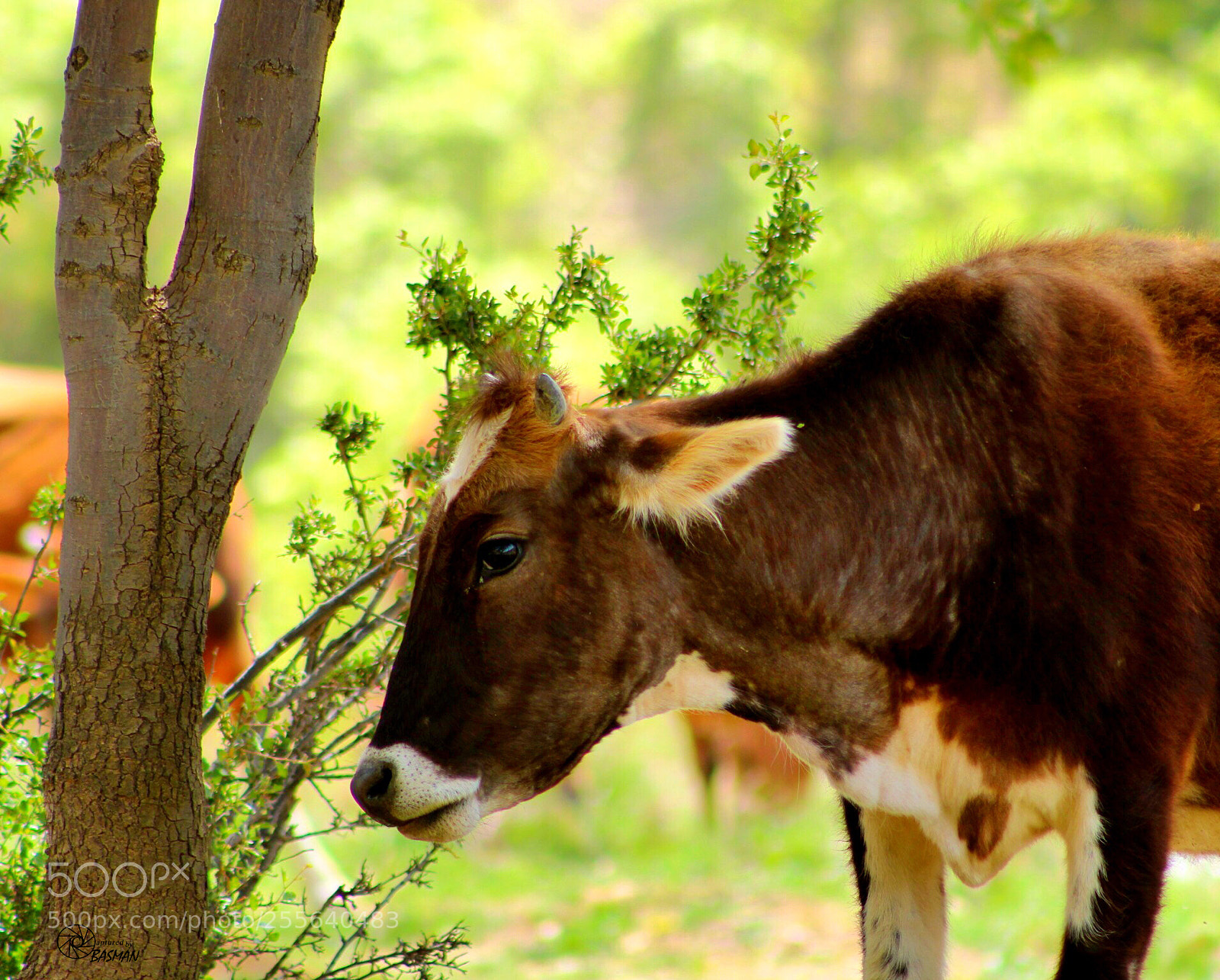 Canon EOS 700D (EOS Rebel T5i / EOS Kiss X7i) sample photo. Mrs. cow photography