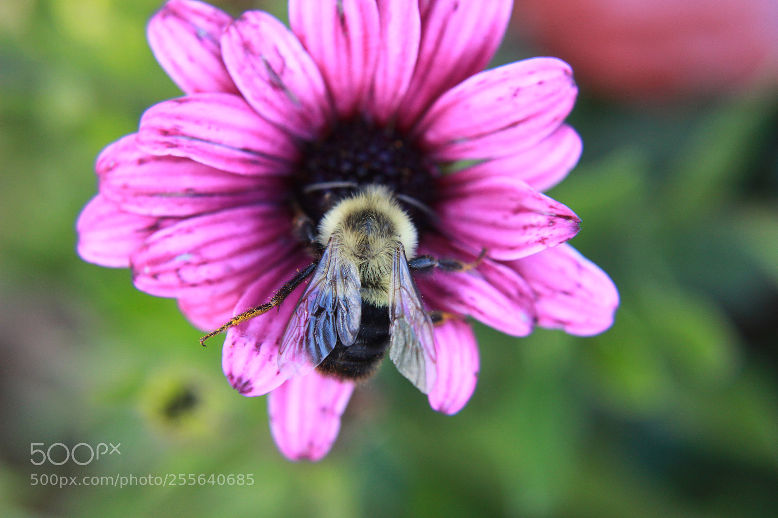Canon EOS 600D (Rebel EOS T3i / EOS Kiss X5) sample photo. Wings photography