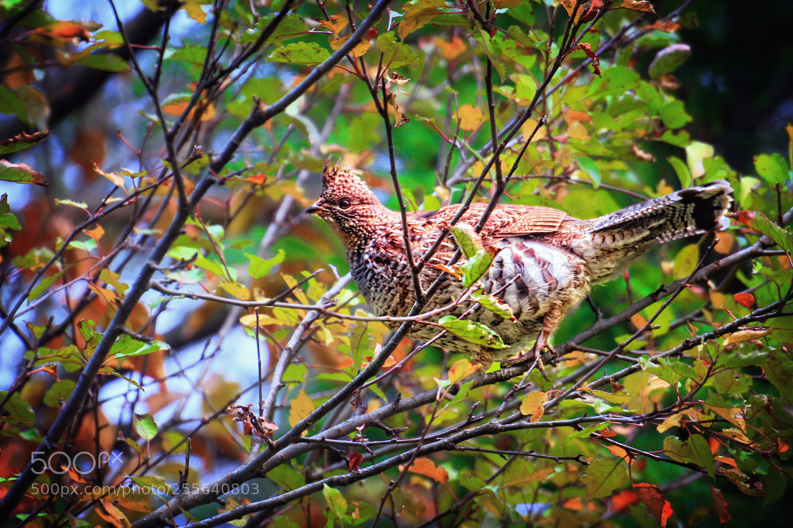 Canon EOS 7D sample photo. Partridge in a tree photography