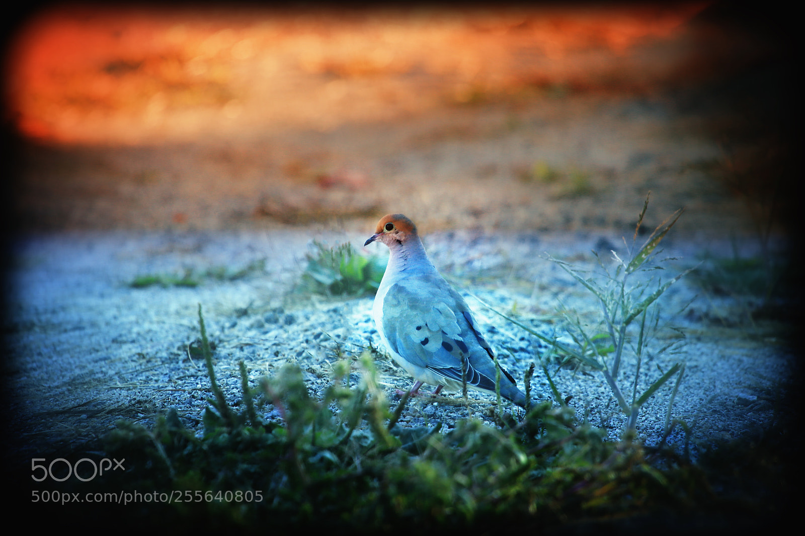 Canon EOS-1D X sample photo. Mourning dove photography