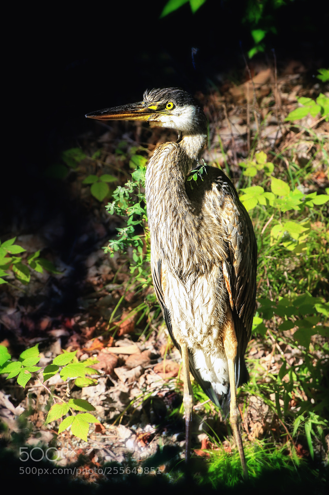 Canon EOS-1D X sample photo. Posing great blue heron photography