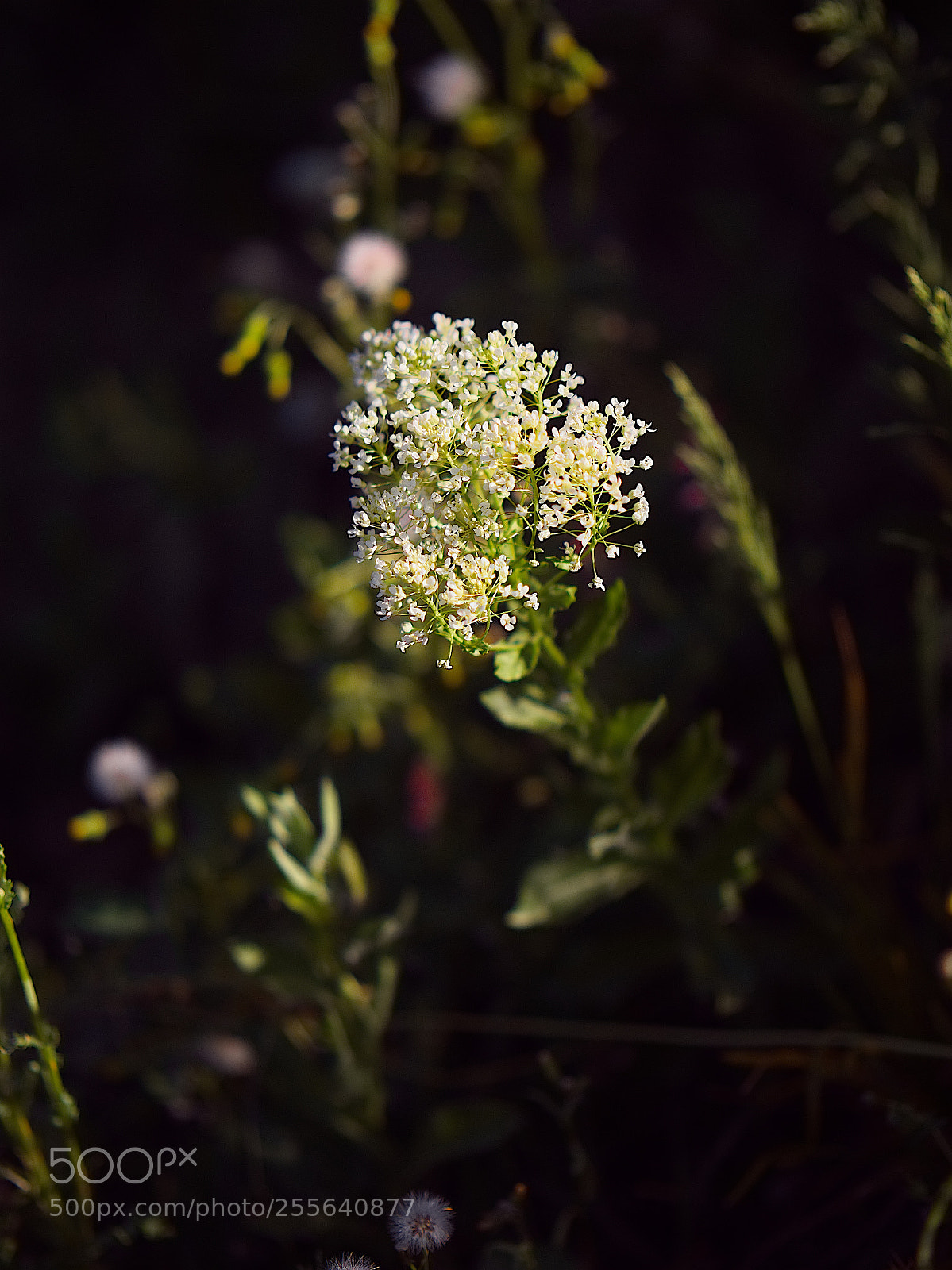 Panasonic Lumix DC-GH5 sample photo. Le printemps dans les photography