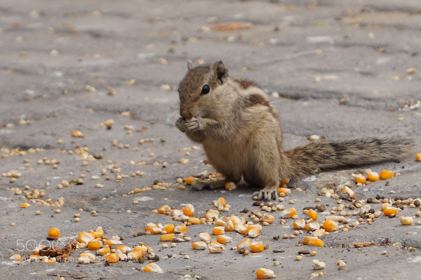 Sony SLT-A58 sample photo. Squirrel eating photography