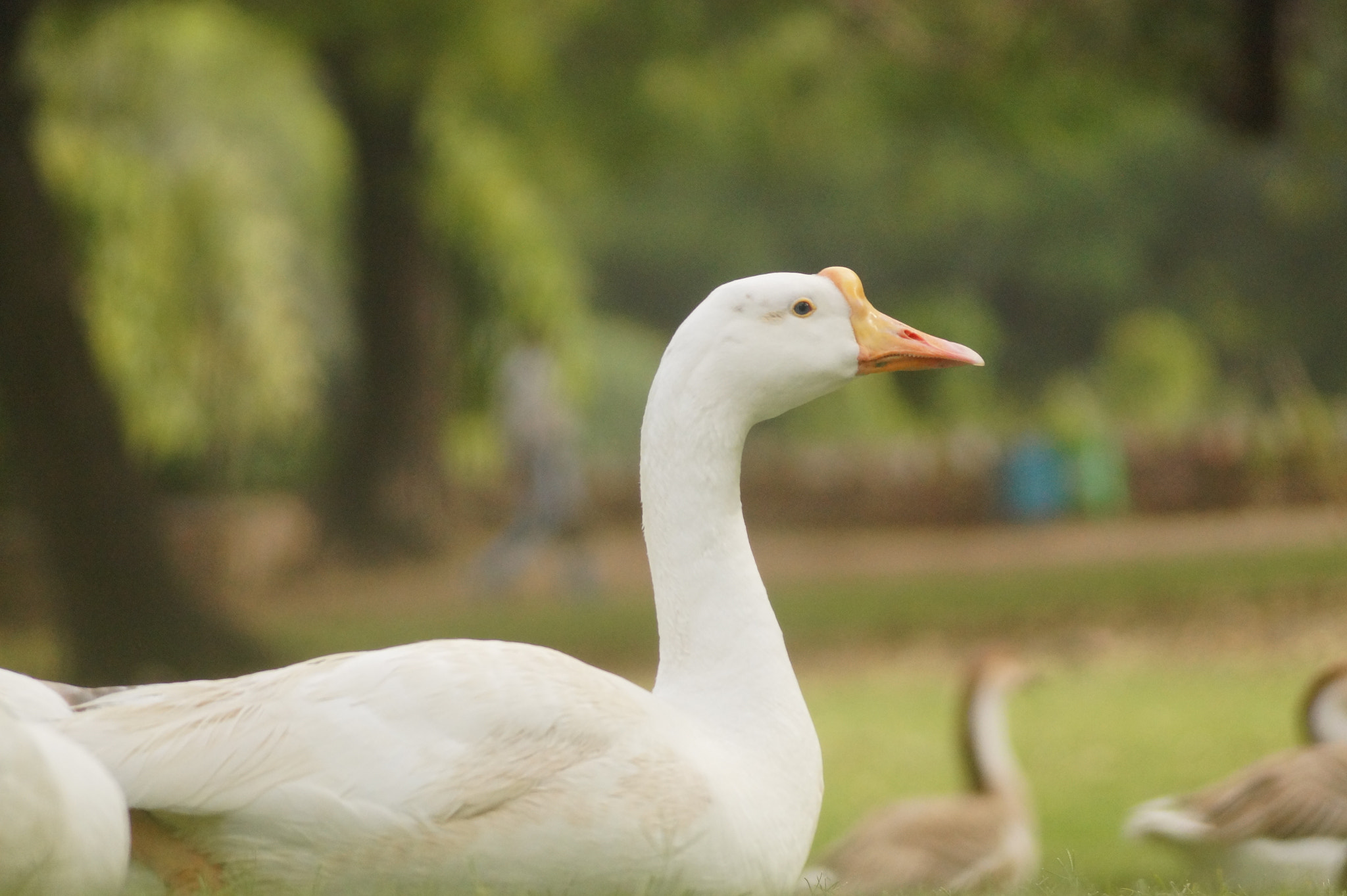 Sony DT 55-200mm F4-5.6 SAM sample photo. Duck still photography