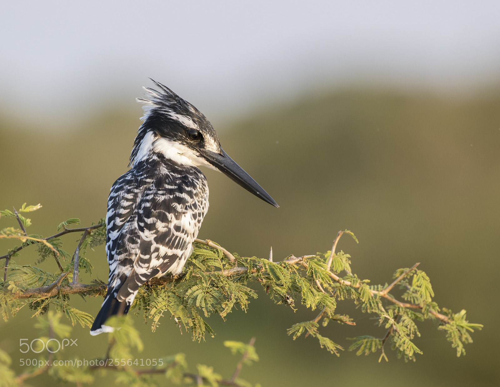 Canon EOS 7D Mark II sample photo. Pied kingfisher photography
