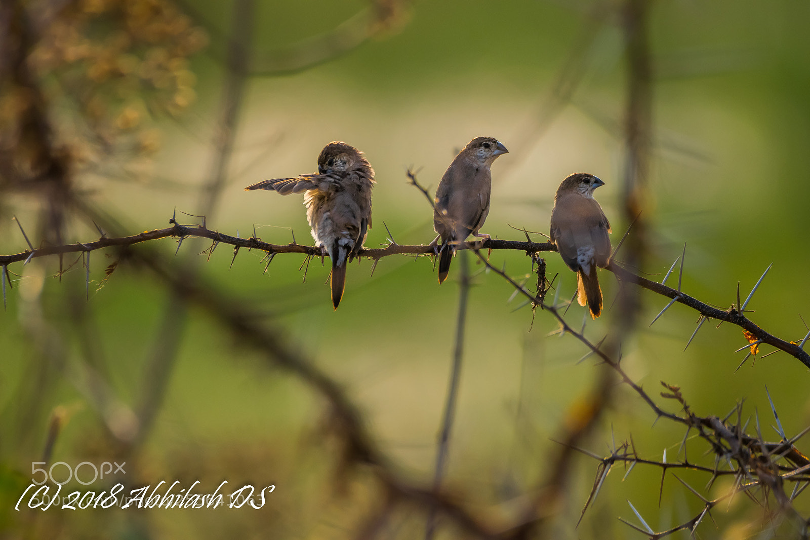 Nikon D5300 sample photo. Untitled photography