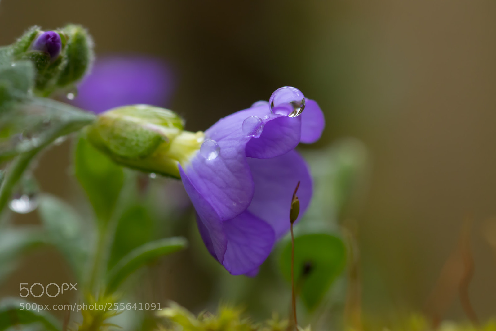 Canon EOS 80D sample photo. Aubretia reflection photography