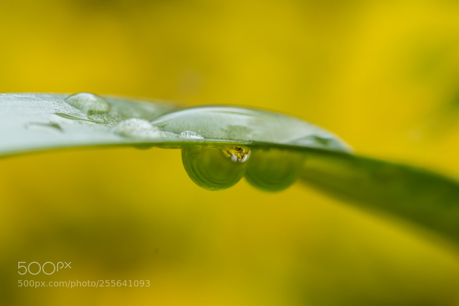 Canon EOS 80D sample photo. Early morning raindrop photography
