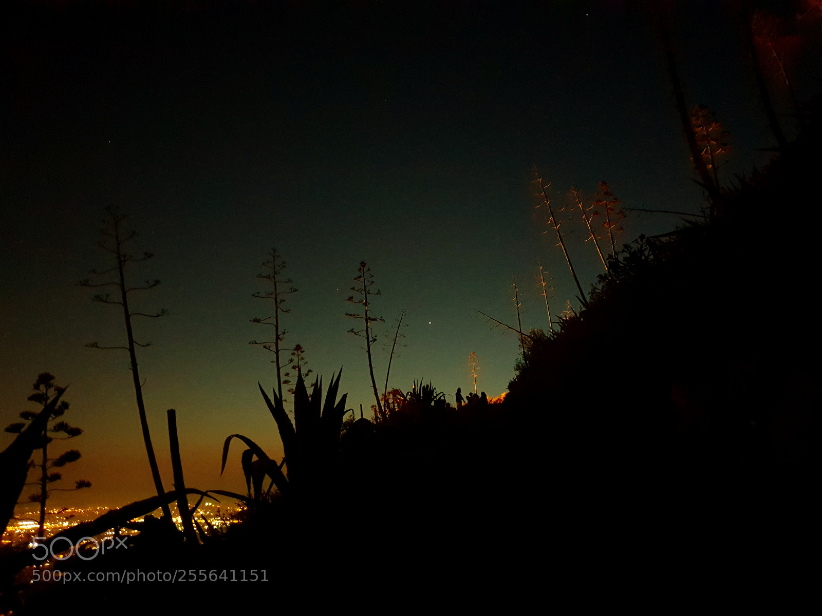 Samsung Galaxy S9 sample photo. Wild city photography