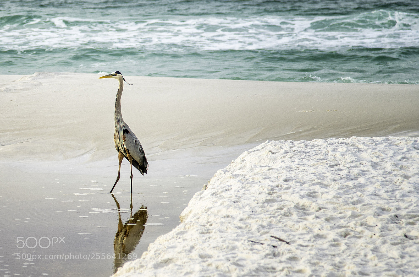 Sony a7R II sample photo. Feet wet photography