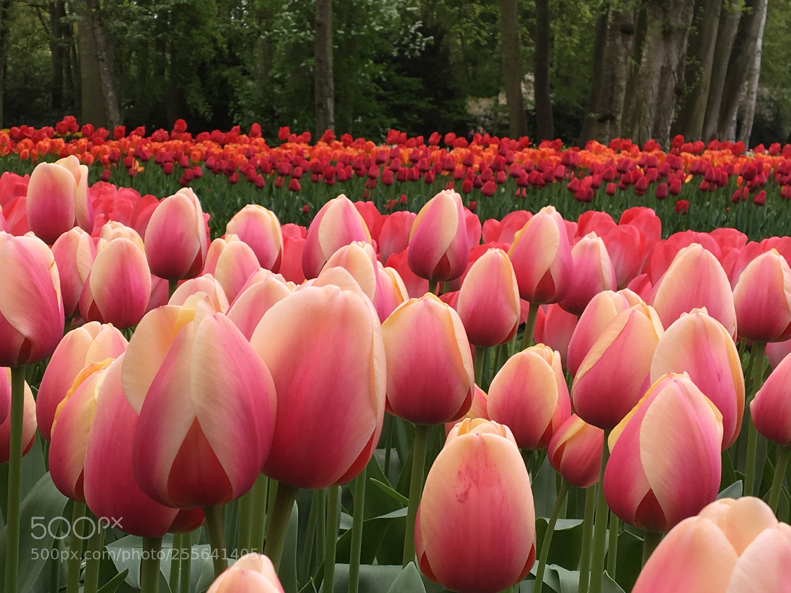Apple iPhone 6s sample photo. Tulips flowering in keukenhof photography