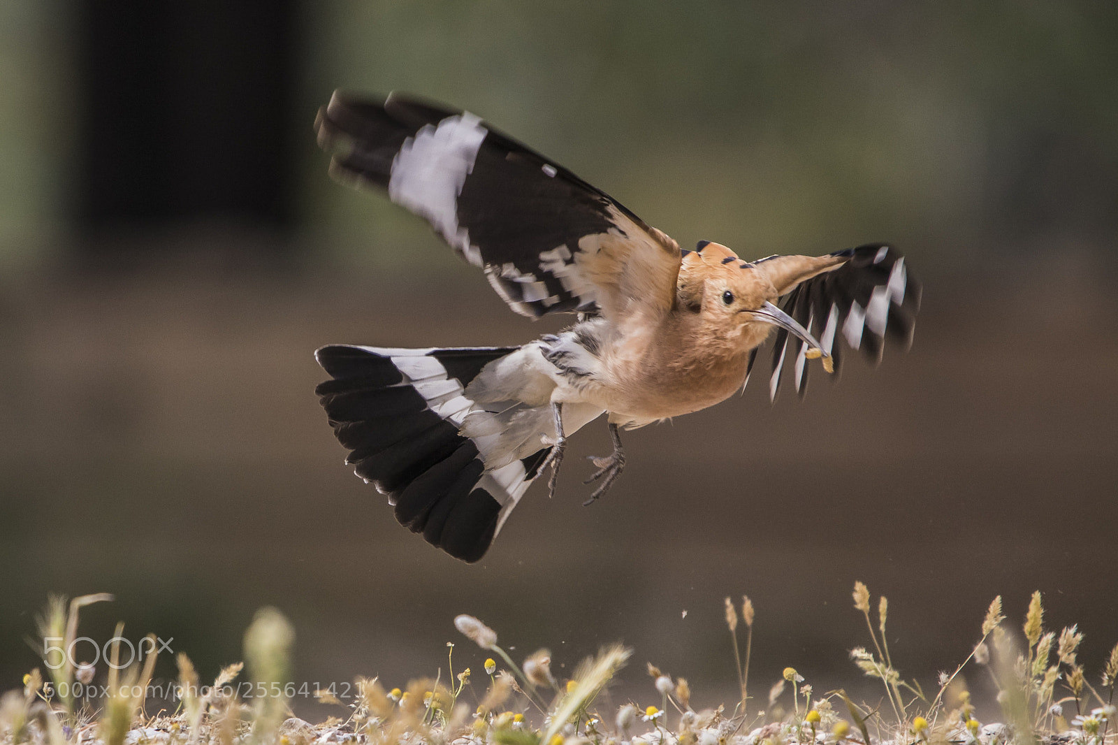 Canon EOS 7D Mark II sample photo. Art flight from the photography