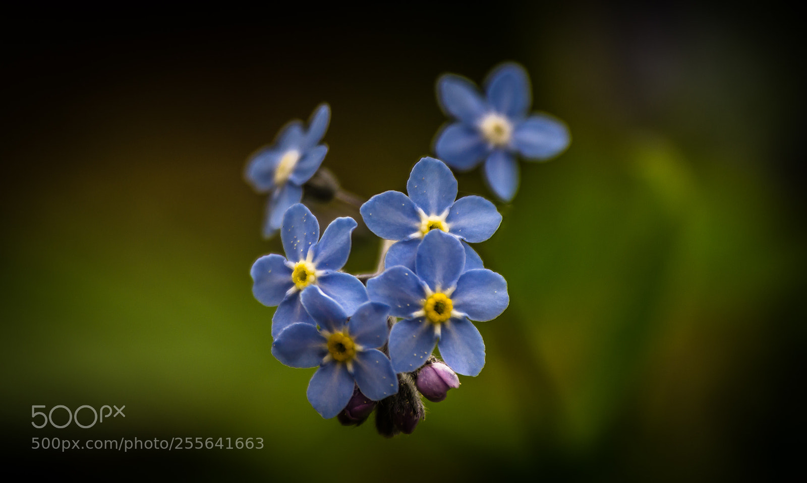 Nikon D7000 sample photo. Spring photography