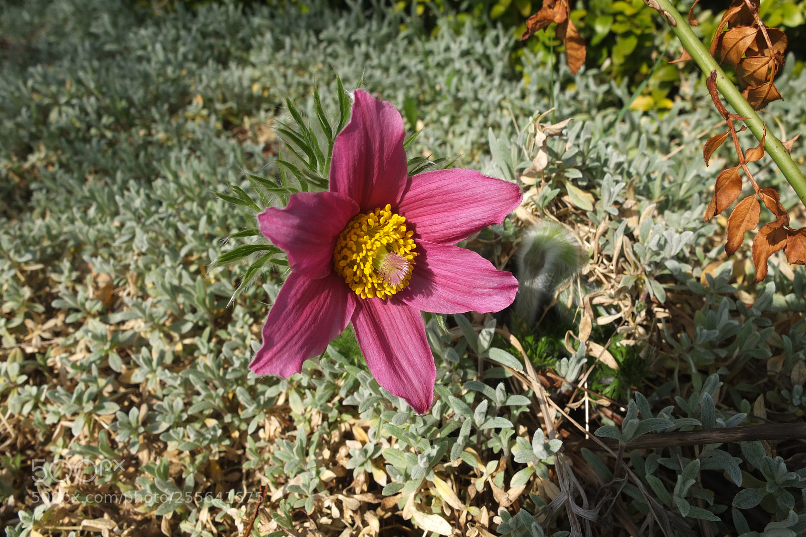 Fujifilm X10 sample photo. Dscf photography