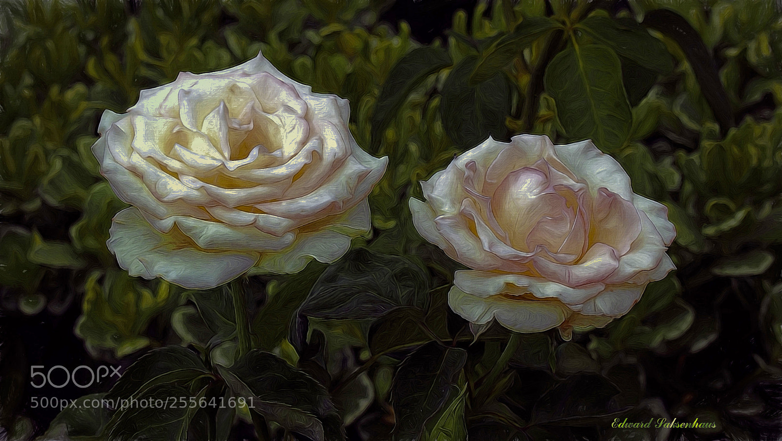 Olympus PEN E-PL3 sample photo. Beautiful roses. photography