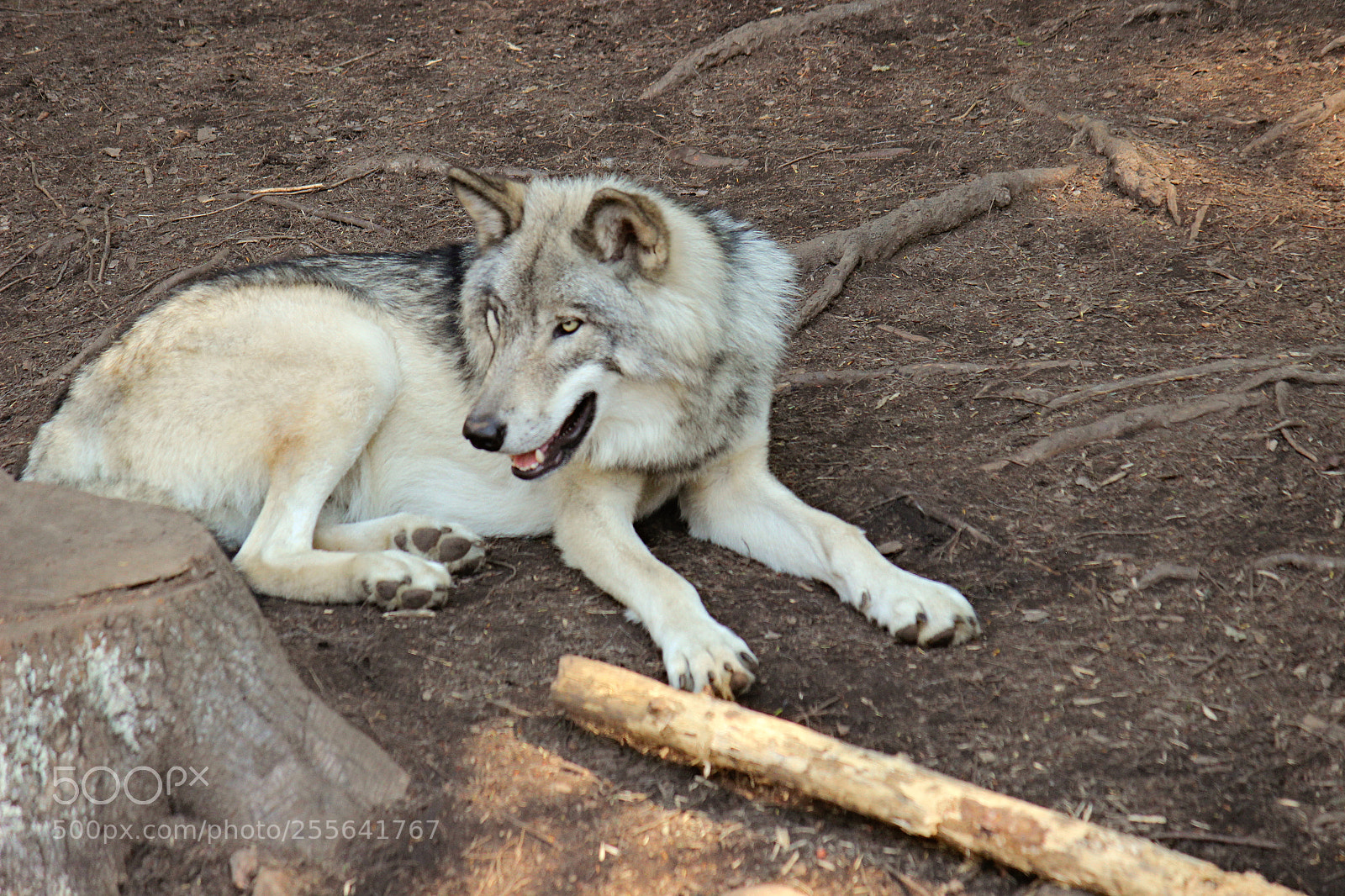 Canon EOS 600D (Rebel EOS T3i / EOS Kiss X5) sample photo. Grey wolf photography