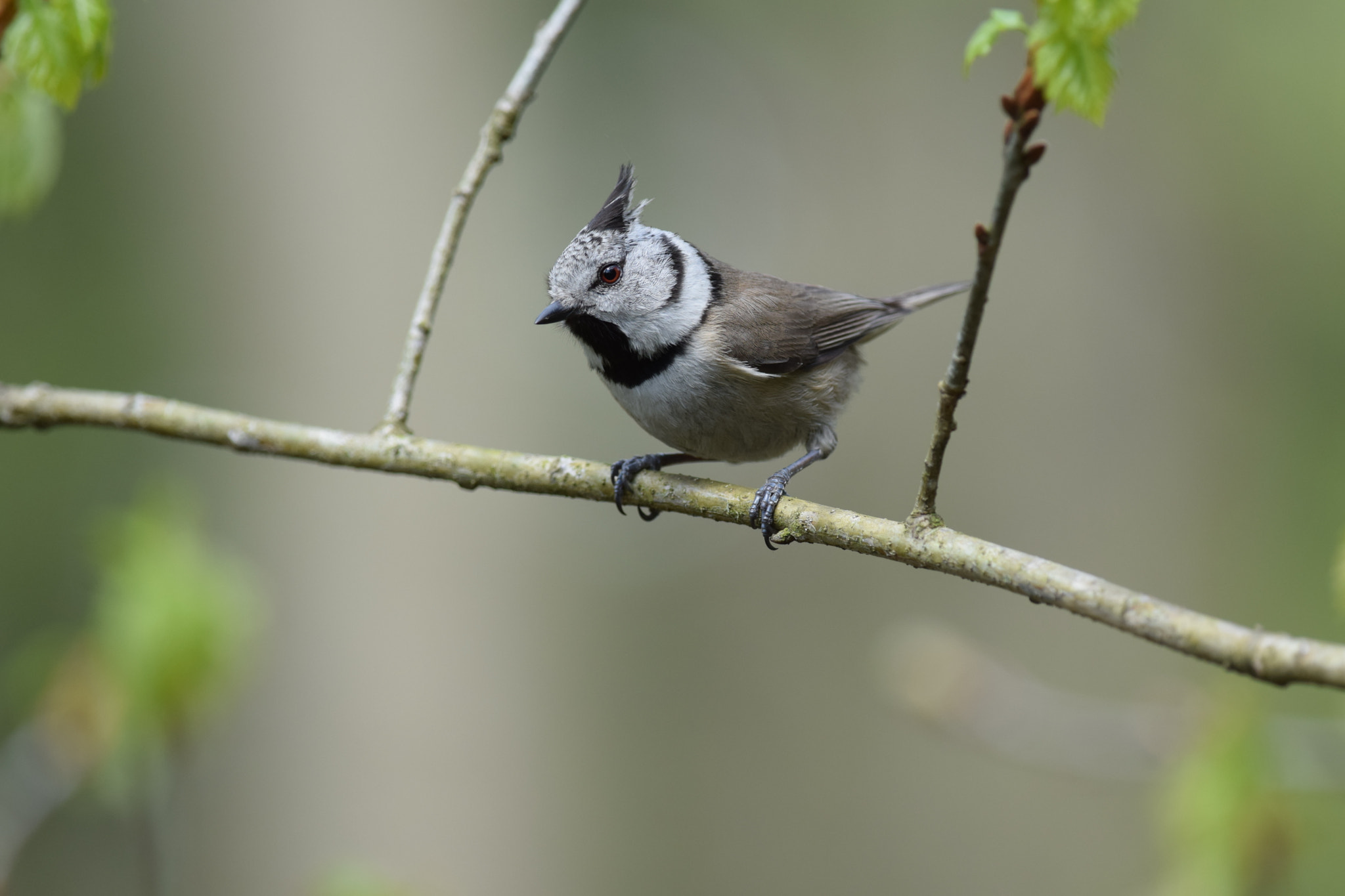 Nikon D5300 + Nikon AF-S Nikkor 300mm F4D ED-IF sample photo. European crested. (lophophanes cristatus) photography