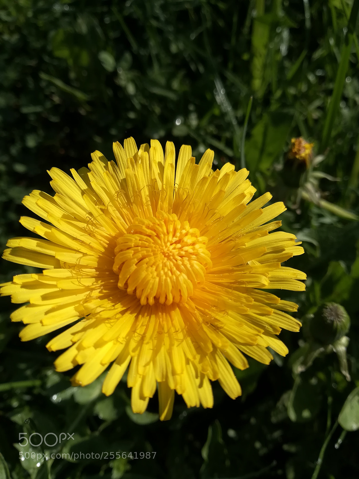 HUAWEI P10 lite sample photo. Blooming sun photography