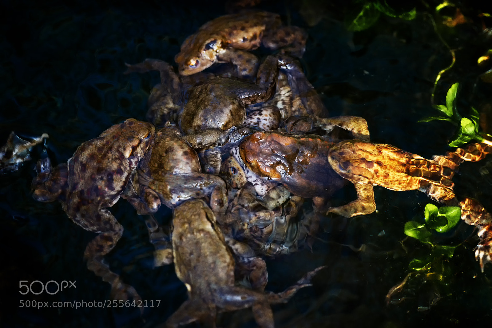 Sony a99 II sample photo. A bunch of frogs photography