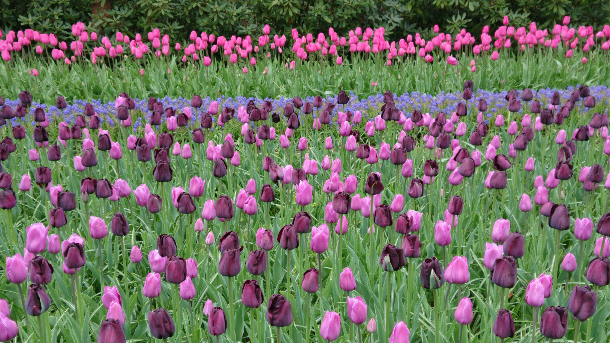 Sony Xperia XZ2 Compact sample photo. Tulips photography
