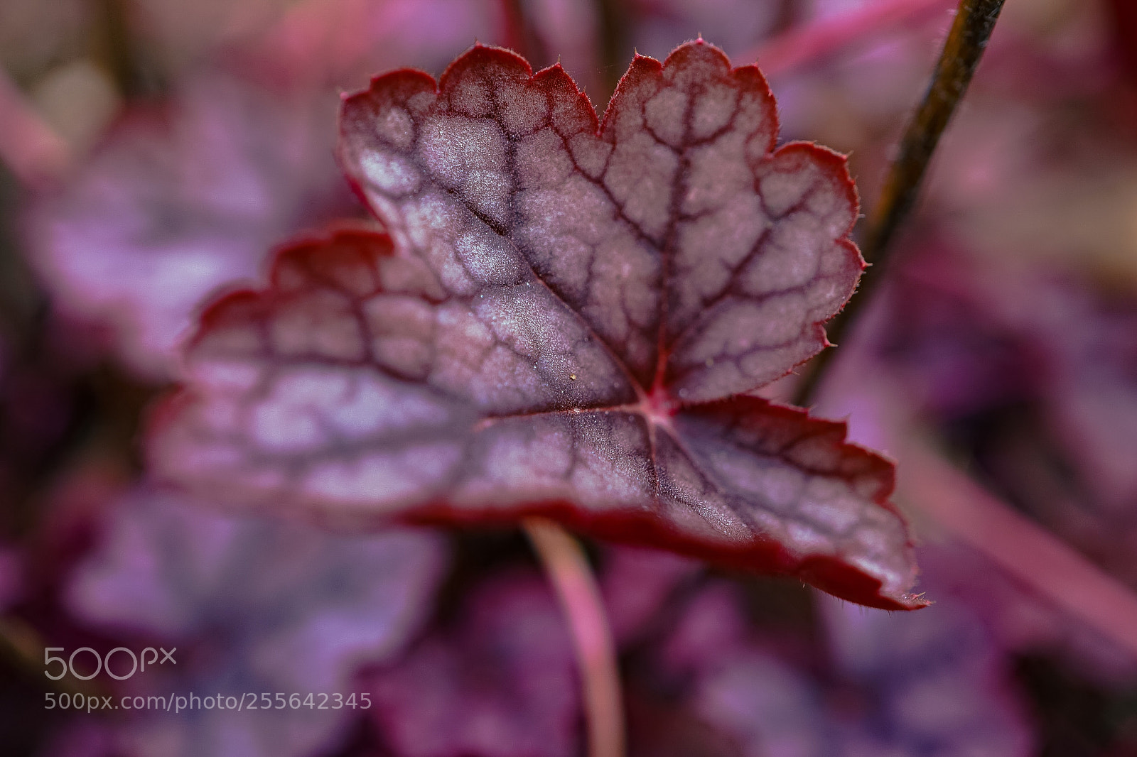 Sony a7 II sample photo. Relict 3 photography