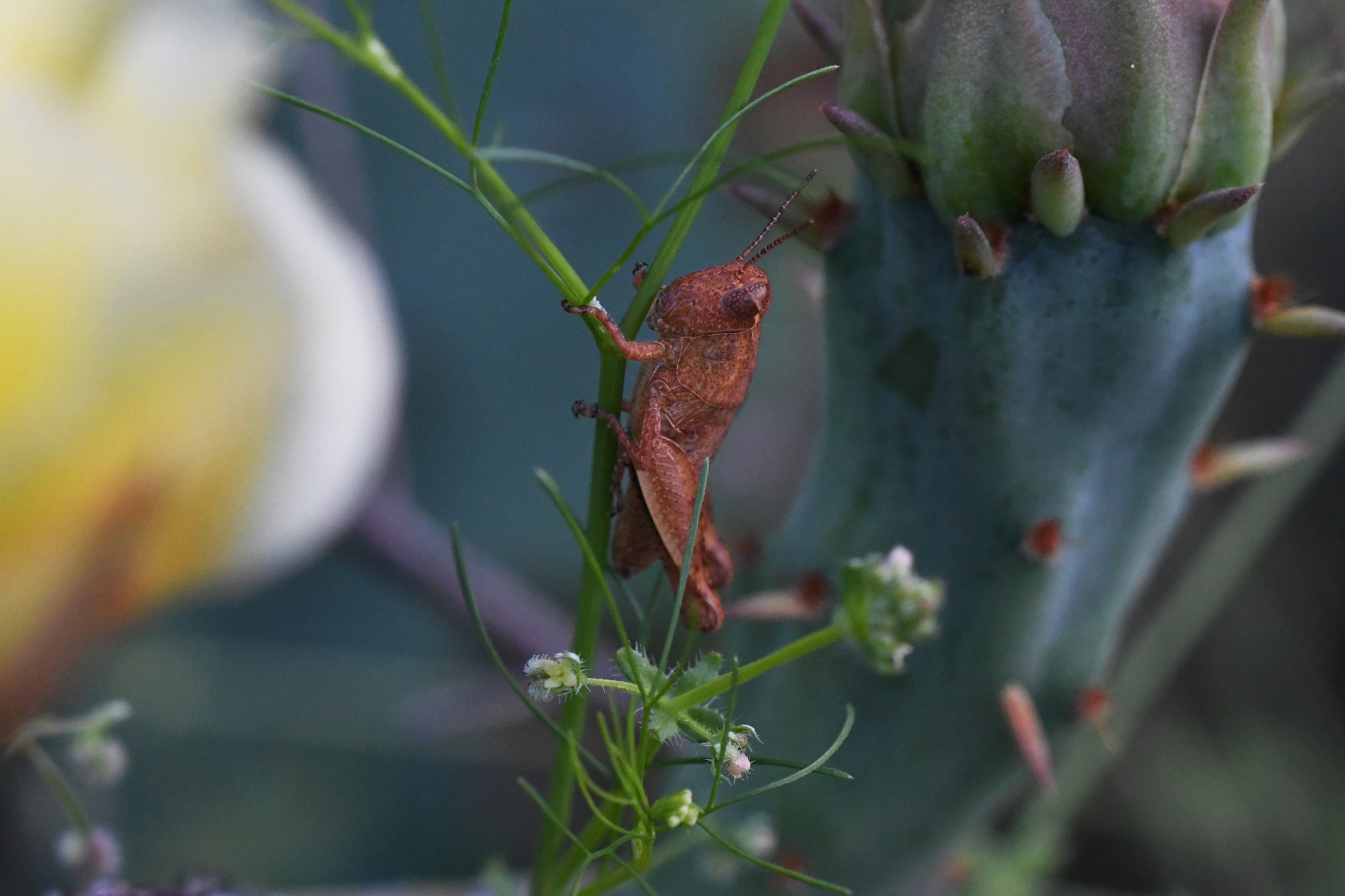 Nikon D500 + Sigma 150mm F2.8 EX DG OS Macro HSM sample photo. All hopped up photography