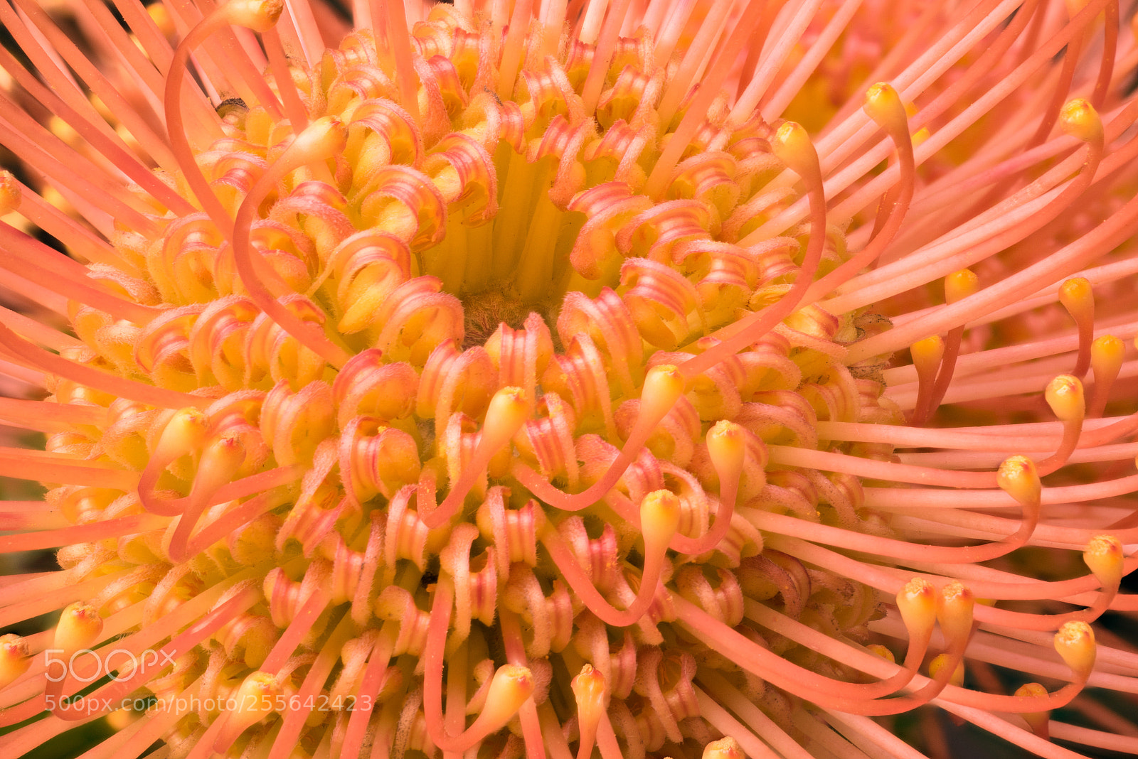 Sony a7R sample photo. Curls photography