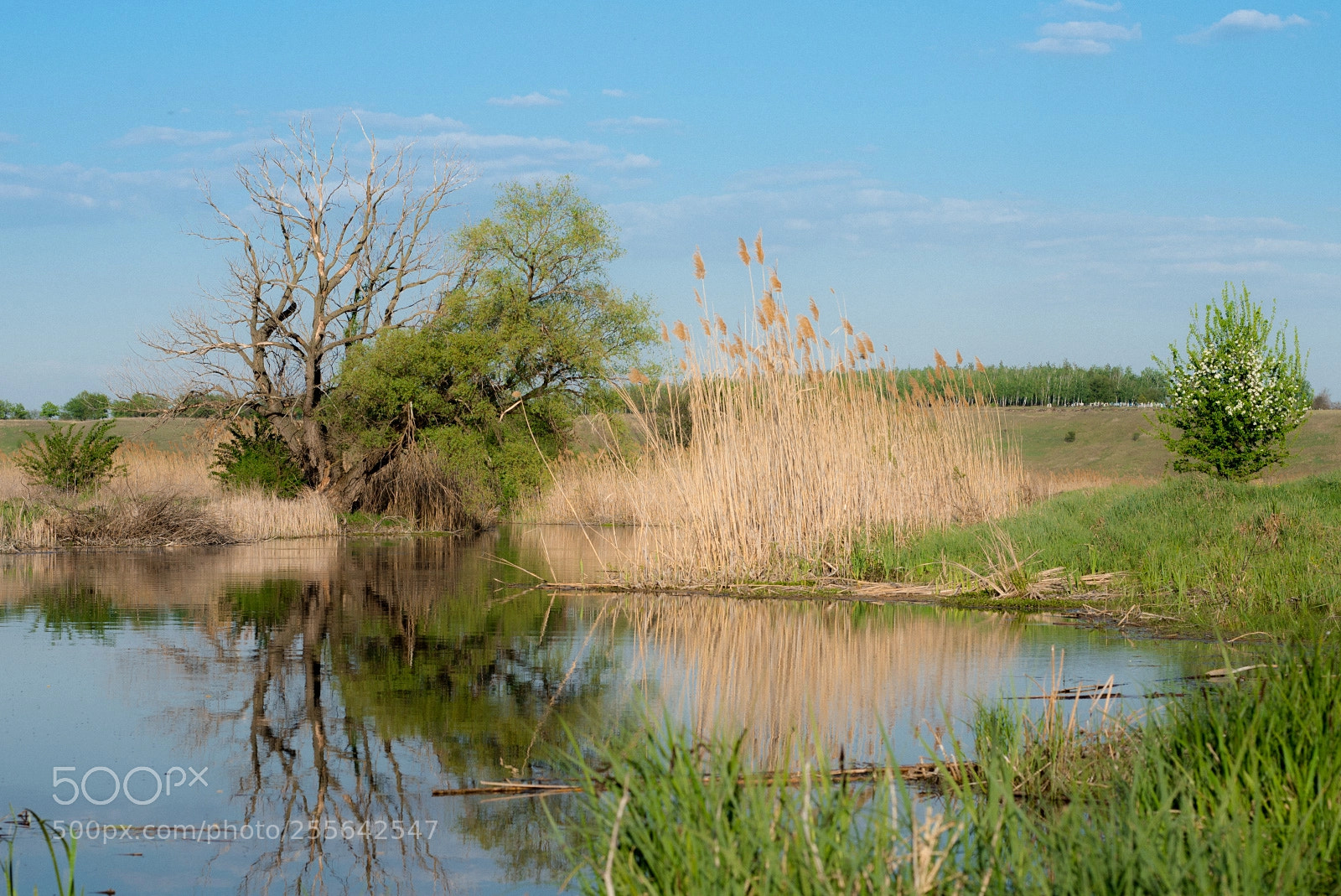 Nikon D610 sample photo. *** photography