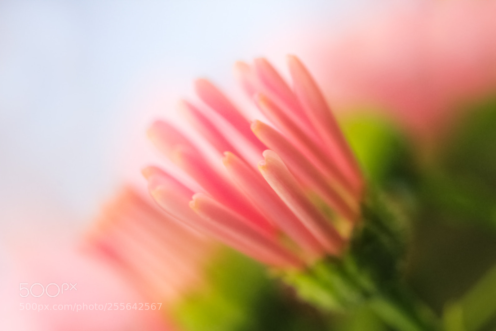 Canon EOS 550D (EOS Rebel T2i / EOS Kiss X4) sample photo. Dreamy flower photography