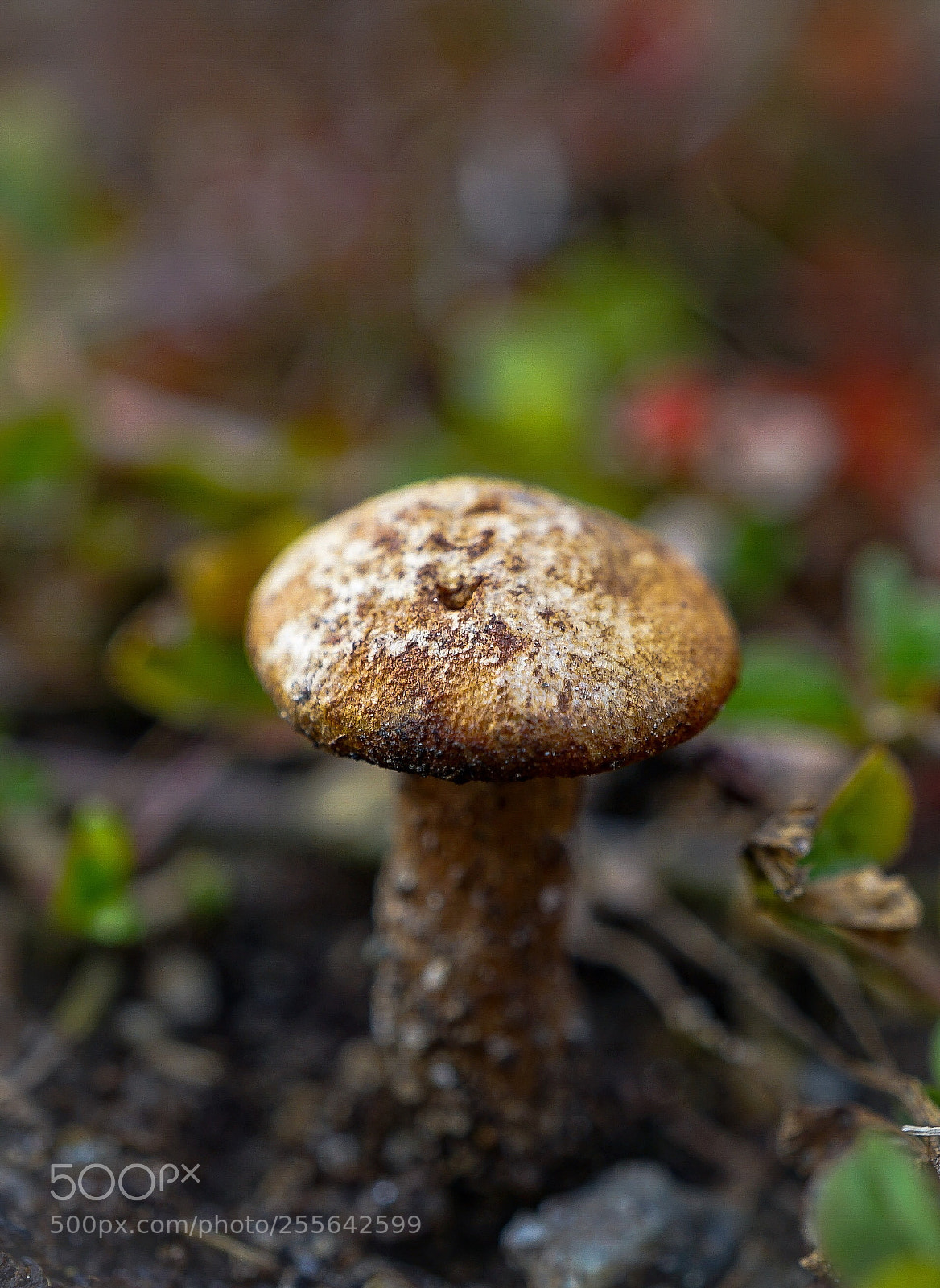 Sony a7 II sample photo. Relict 4 photography