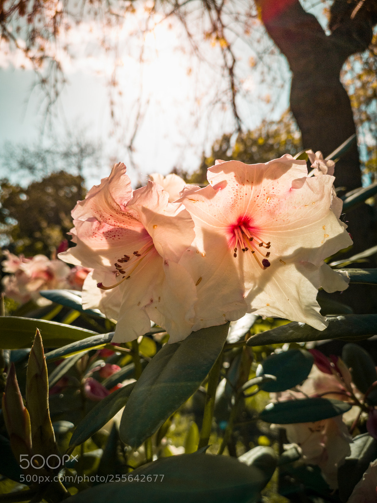 HUAWEI CLT-L29 sample photo. Beautyful rhododendron shot on photography