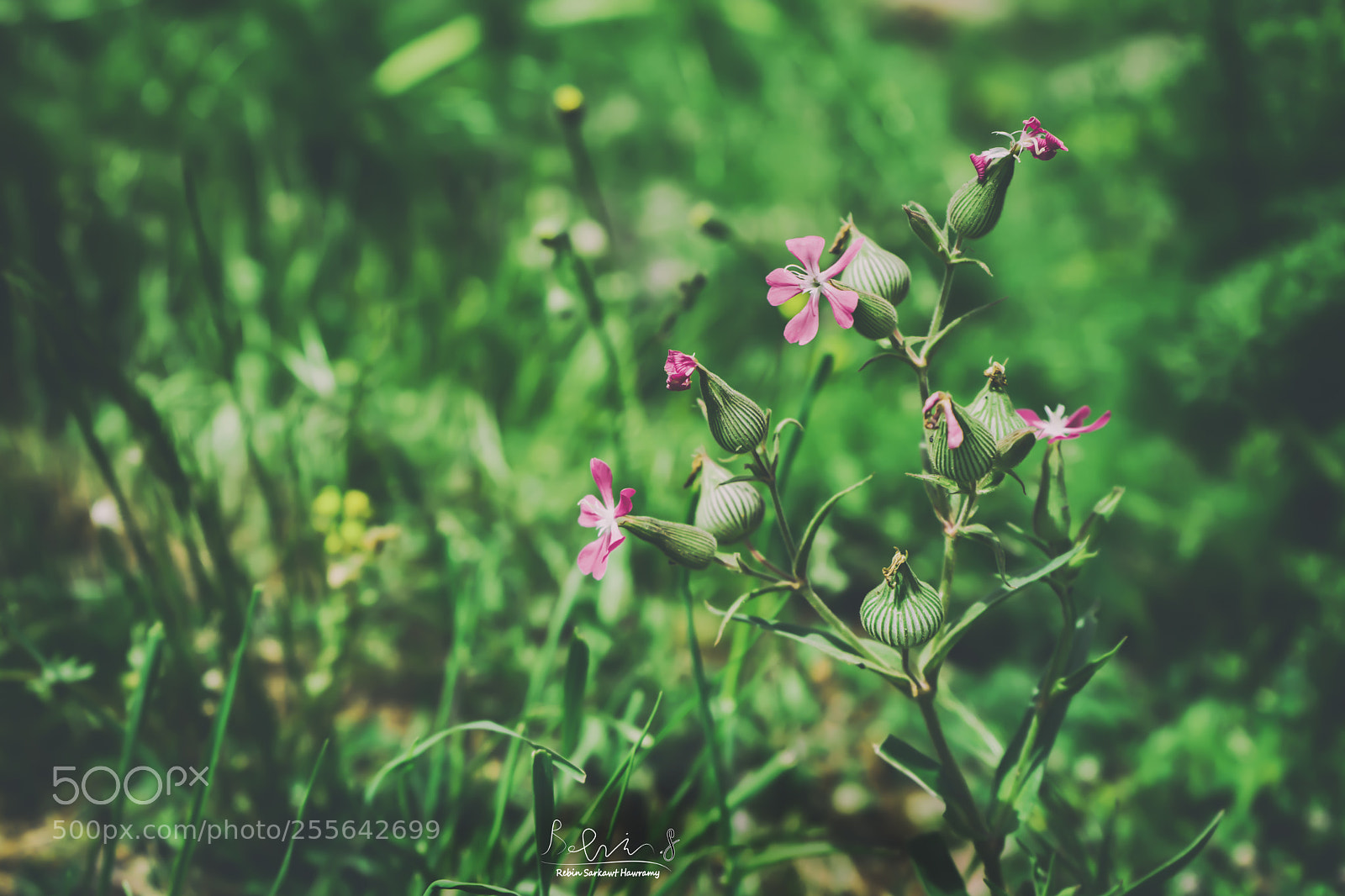 Sony a7 sample photo. Flower *** photography