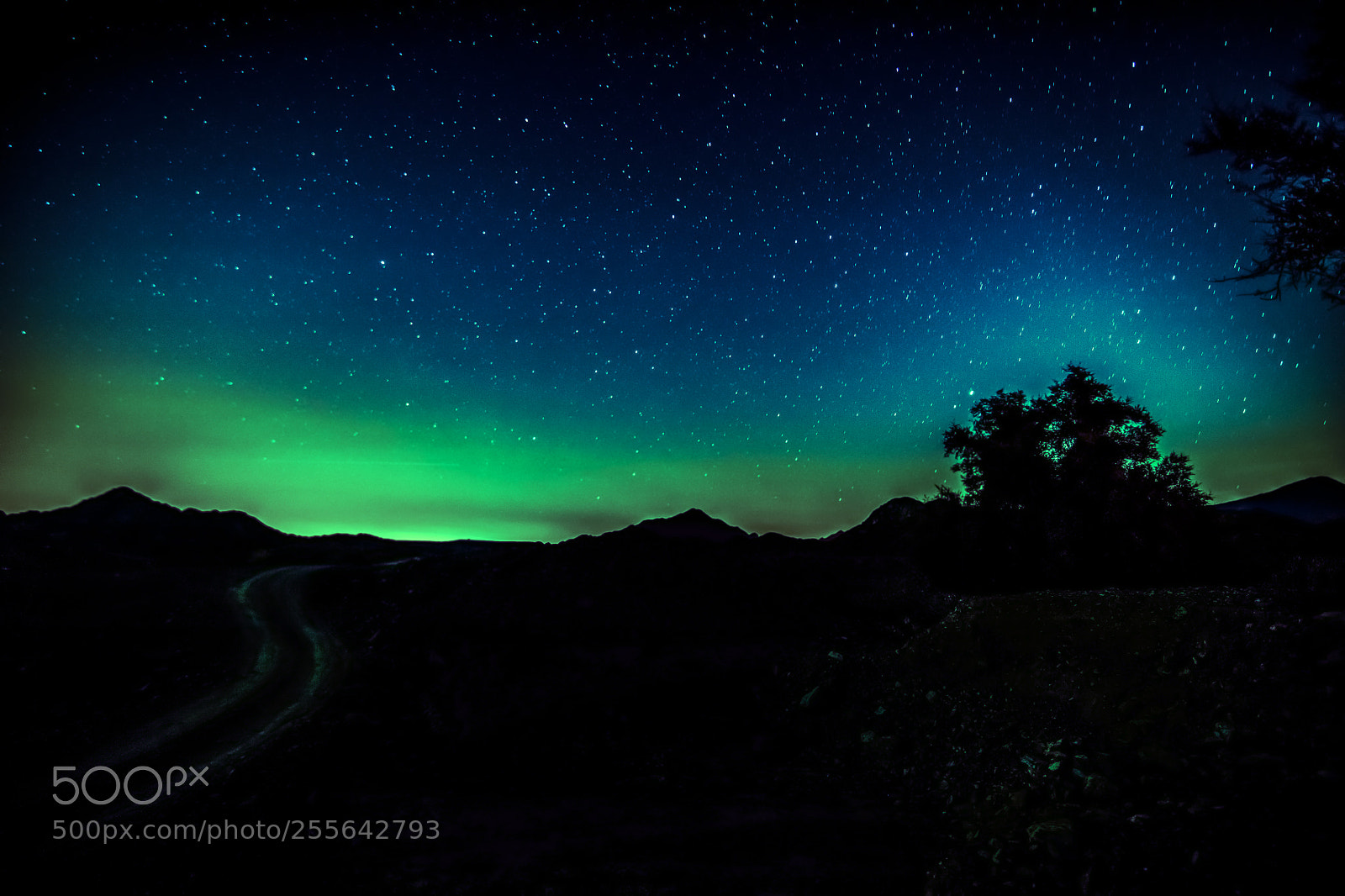 Canon EOS 5DS R sample photo. Night in green photography