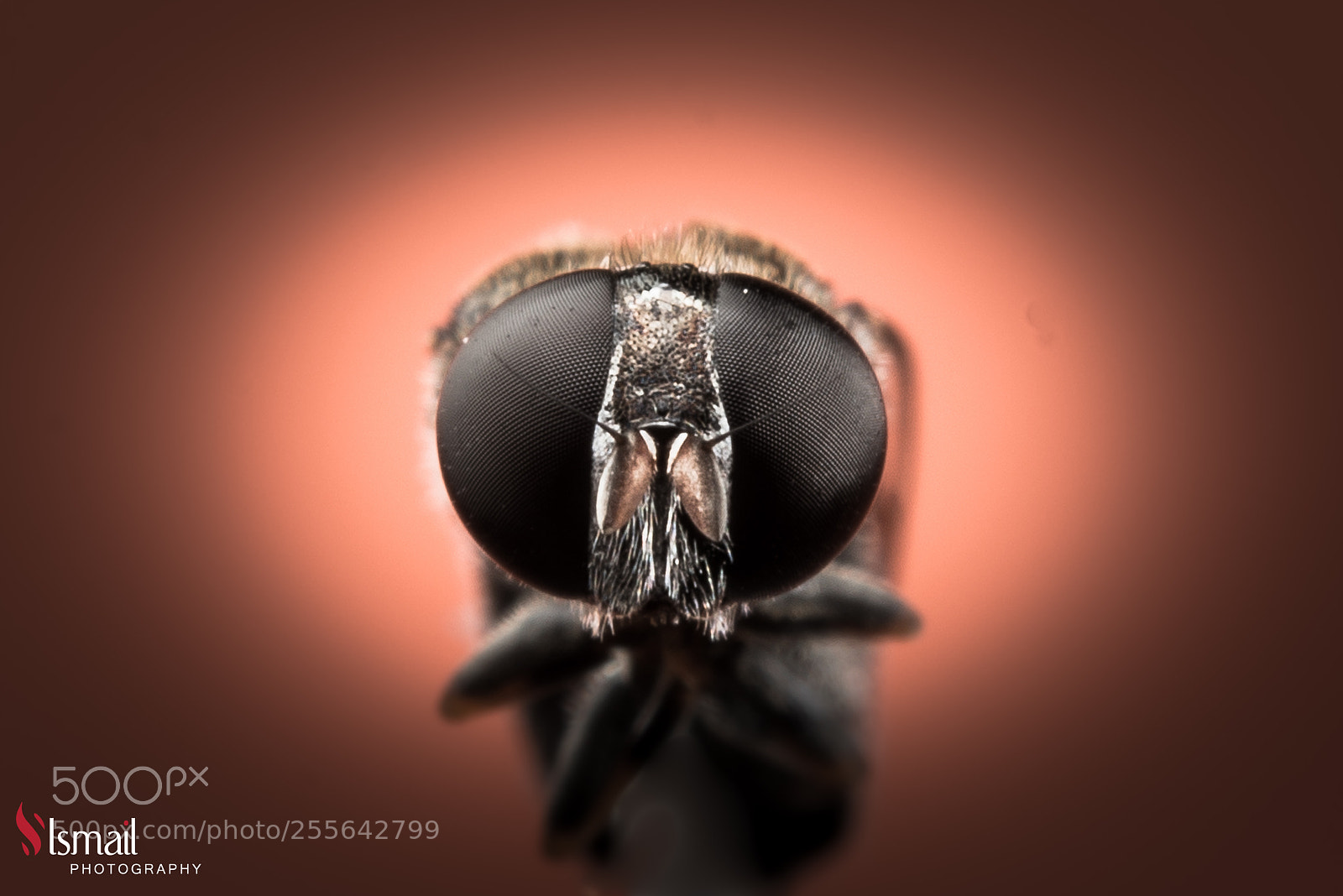 Nikon D800 sample photo. Macro fly photography