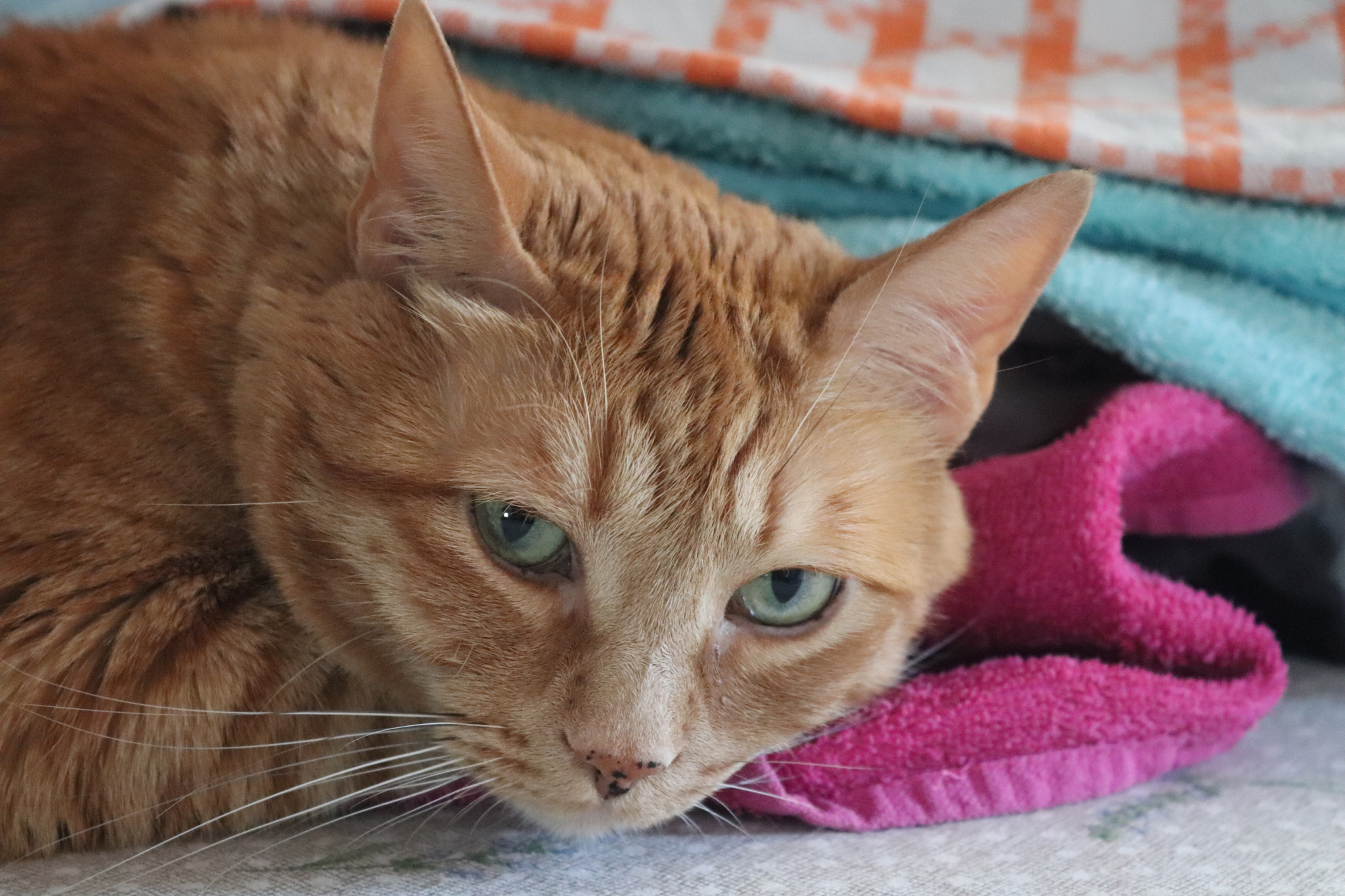 Canon EOS 77D (EOS 9000D / EOS 770D) sample photo. Ruby photography