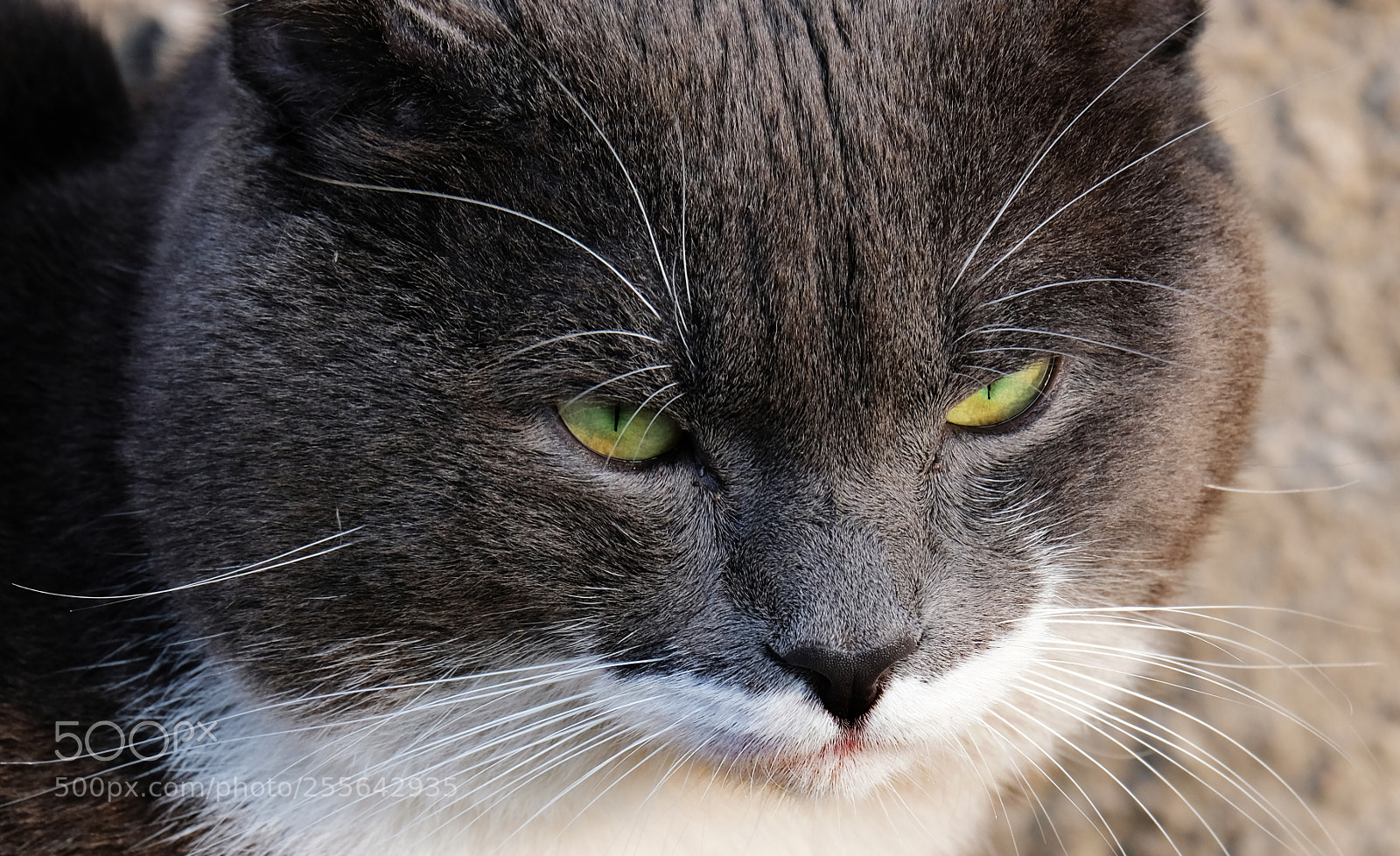 Fujifilm X-T20 sample photo. Serious cat portrait photography
