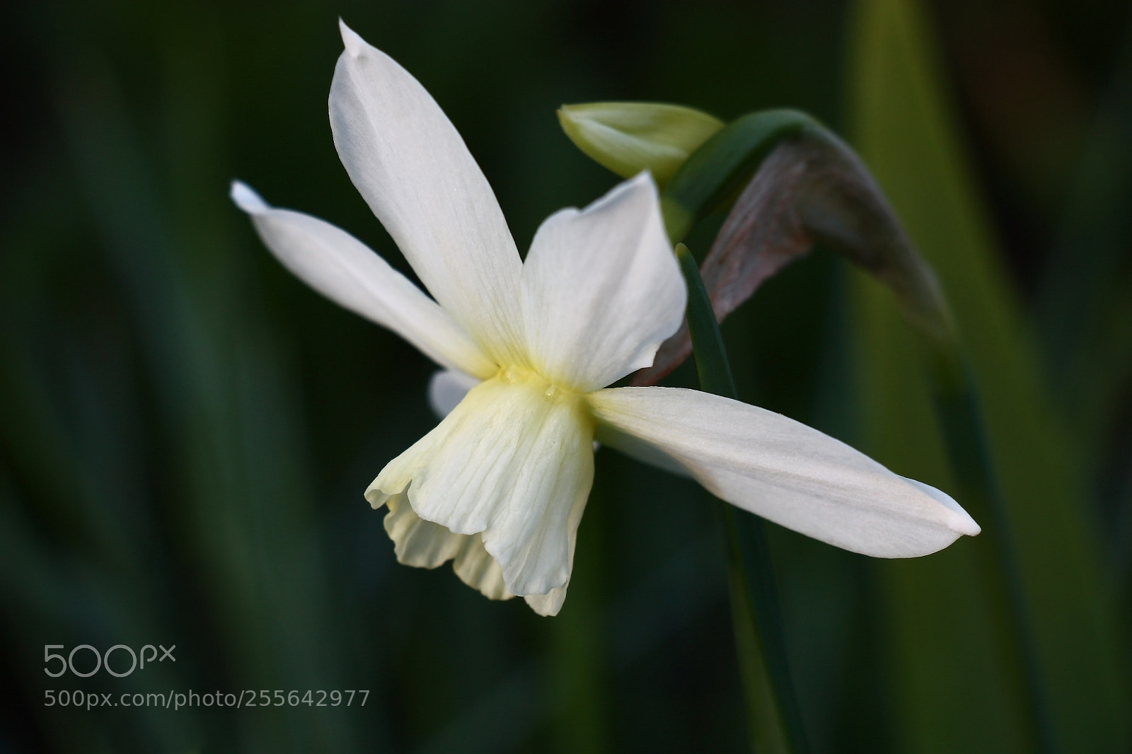 Canon EOS 450D (EOS Rebel XSi / EOS Kiss X2) sample photo. Single white narcissus. photography