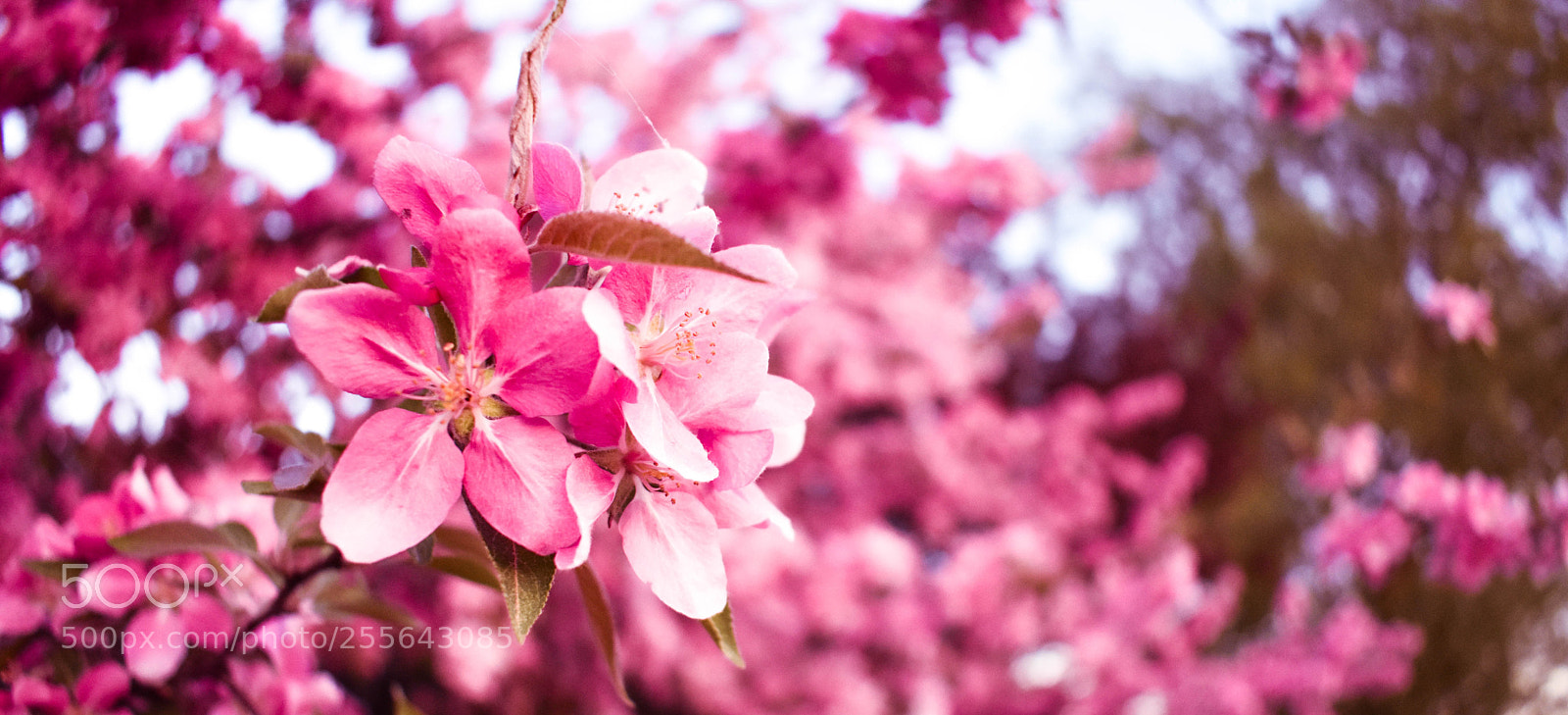 Nikon D3400 sample photo. Springstime photography