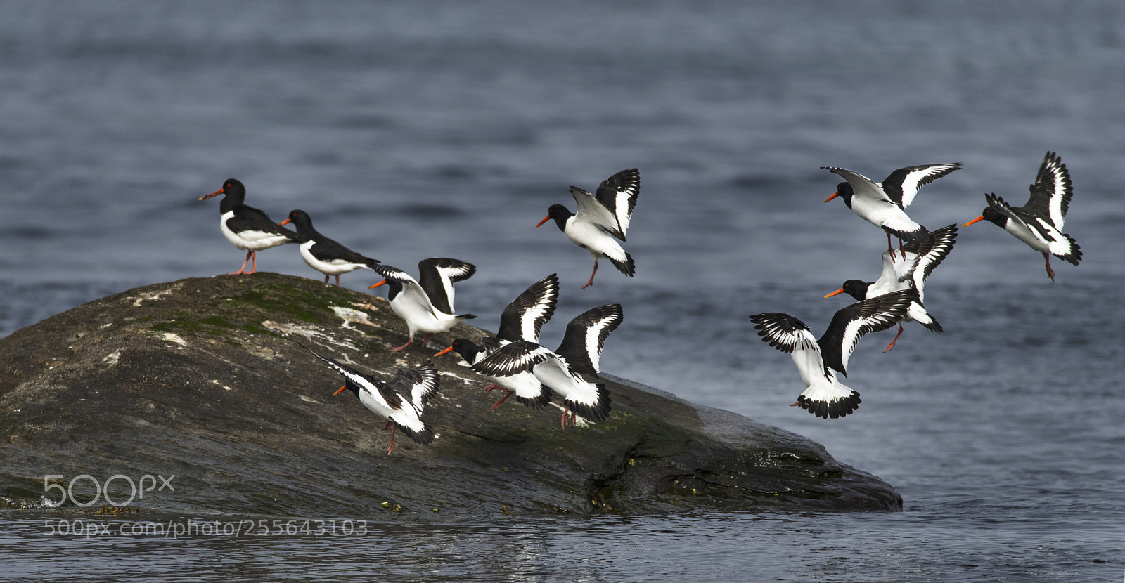 Nikon D850 sample photo. Haematopus ostralegus - eurasian photography