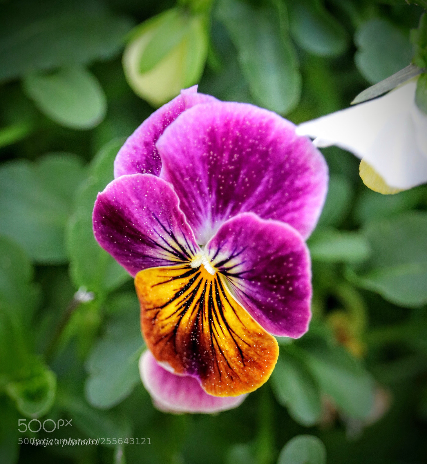 Canon EOS 80D sample photo. Flower photography