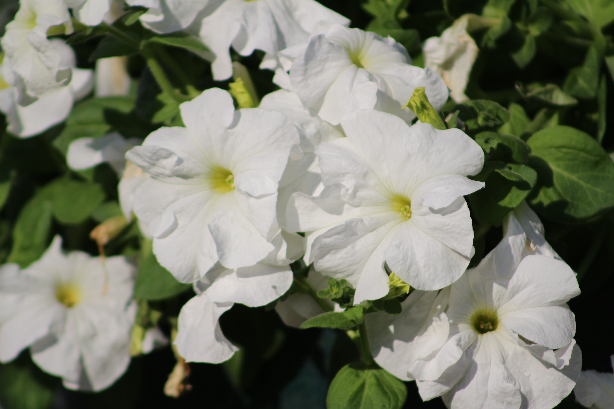 Canon EF 75-300mm f/4-5.6 sample photo. Img photography