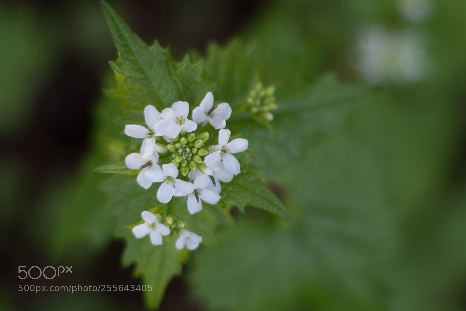 Nikon D5200 sample photo. Flower photography