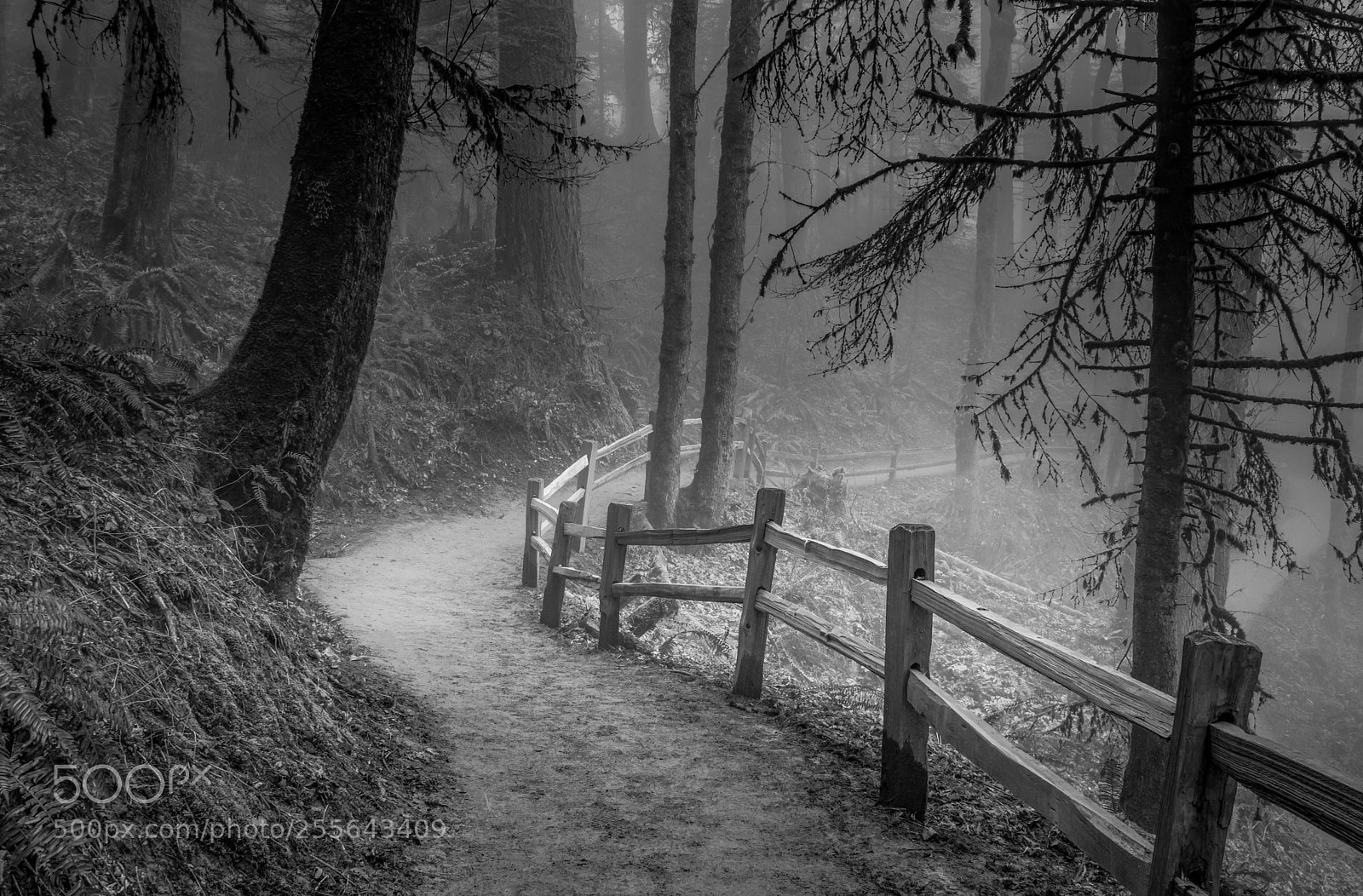 Nikon D7000 sample photo. Winding path, misty forest photography