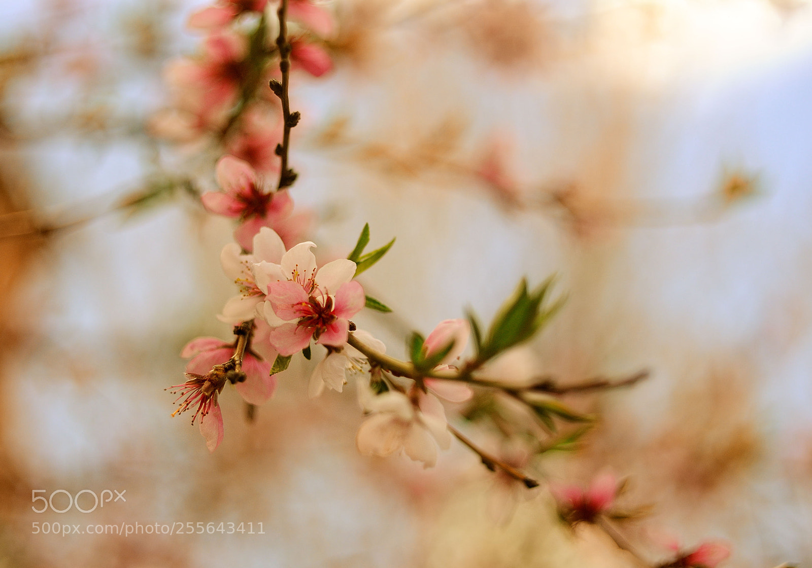 Nikon D300S sample photo. * photography