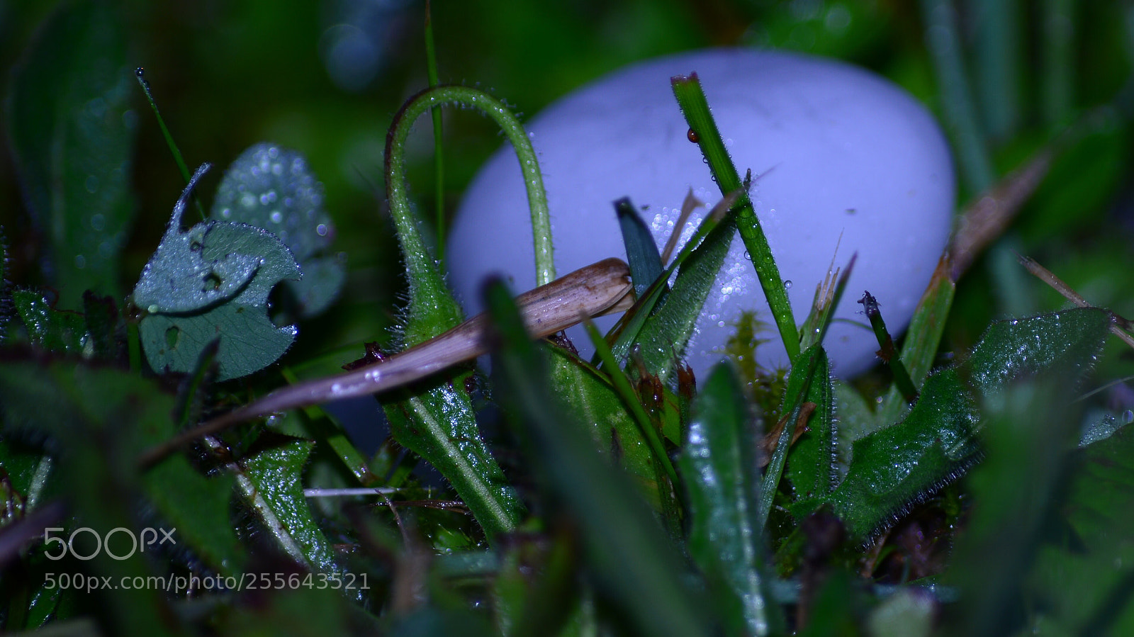 Nikon D800 sample photo. Juste one hailstone photography