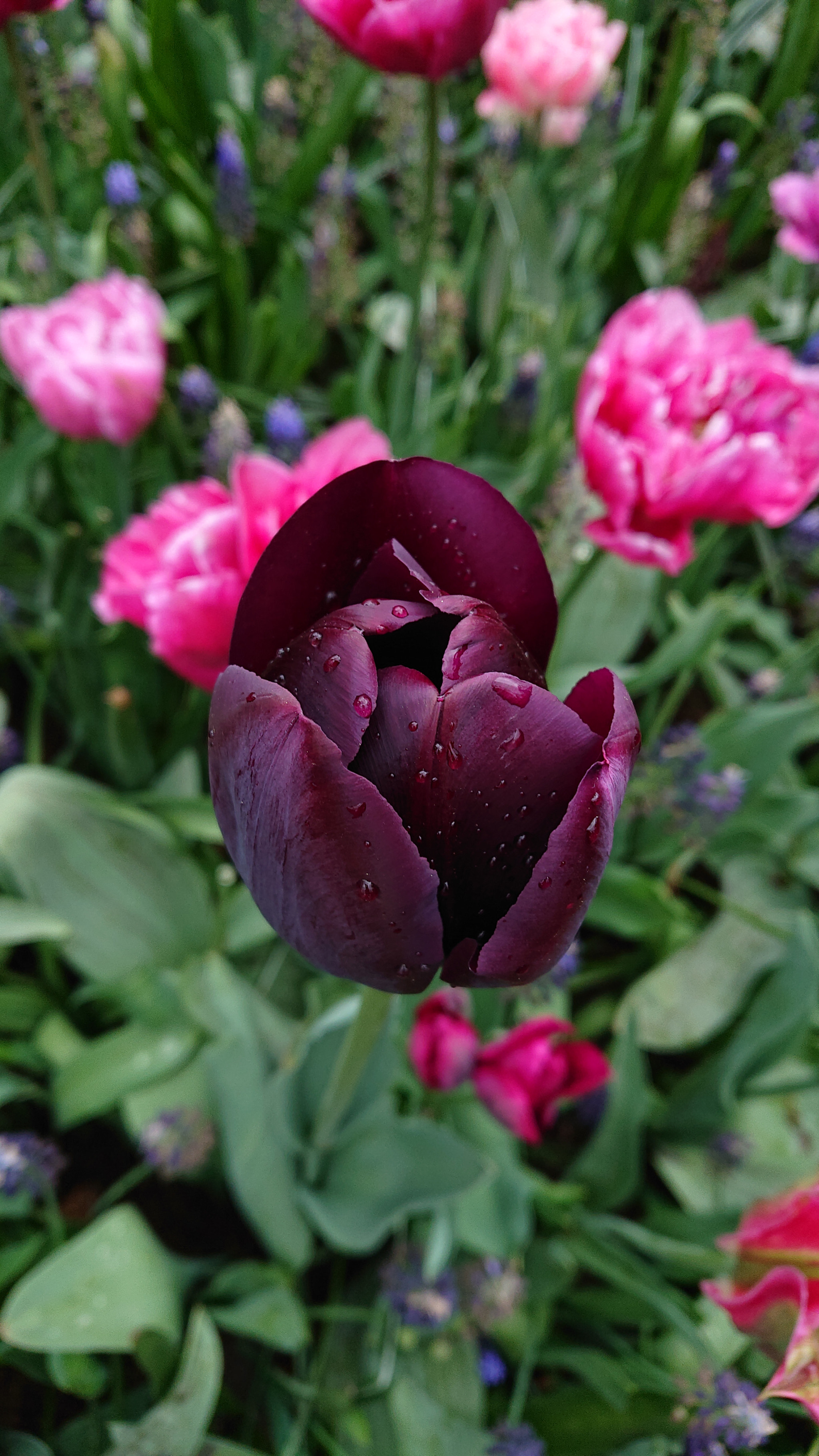 Sony Xperia XZ2 Compact sample photo. Tulip photography