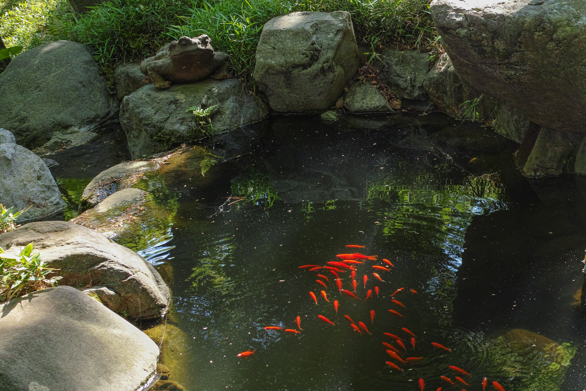 Sigma DP2 Merrill sample photo. Frogs and goldfish photography