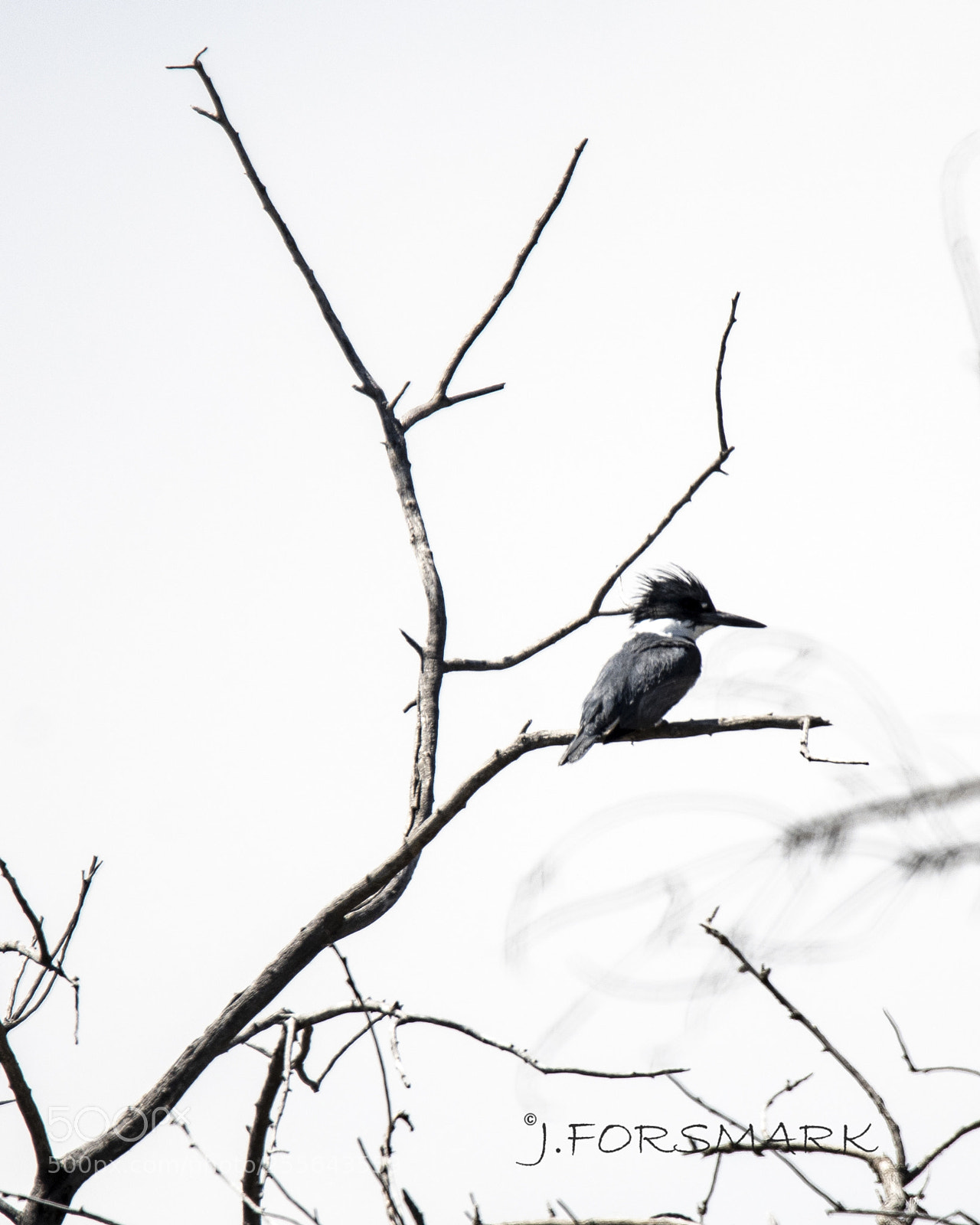 Nikon D500 sample photo. Kingfisher photography
