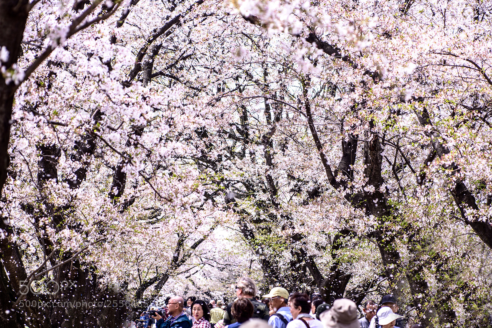 Nikon D850 sample photo. Sakura snowing photography